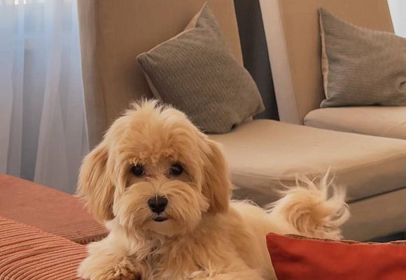 Проживание с питомцами в отеле | StandArt Hotel Moscow 5*